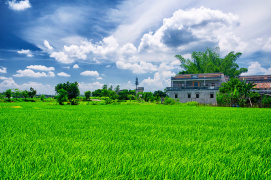 Kaiping Diaolou Village Rice Paddy