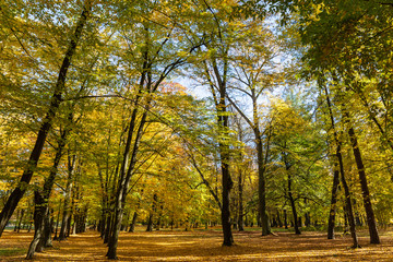 Fototapeta premium Trees in the park on a sunny autumn day