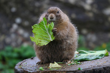 Prairie Dog