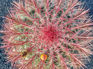 Cactus de hoja roja visto desde arriba