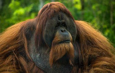 Orangutan © freshphotoz24