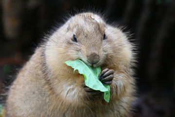Prairie Dog