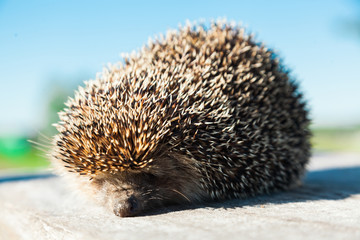 The young hedgehog goes