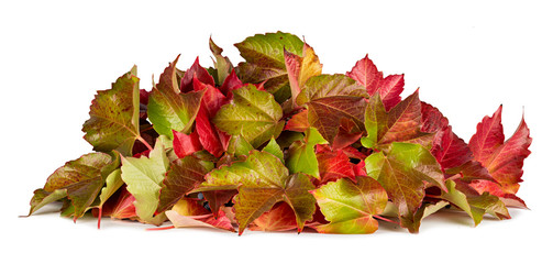colorful autumn fall pile of leaves foliage seasonal concept on white isolated background
