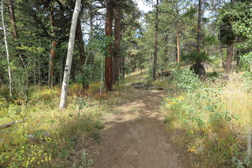 Fototapeta premium path in the forest