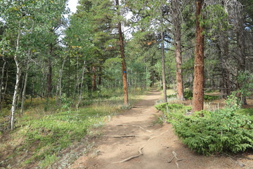 Obraz premium path in forest