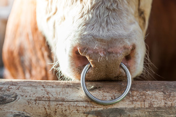 Big bull with a ring in a nose
