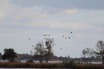 Küstengebiet in Holland