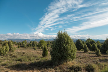 landscape with trees in the mountain, white clouds in the sky