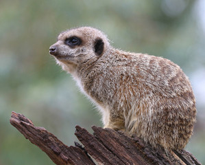 Meerkat