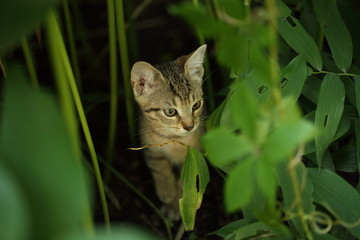 Obraz premium cute striped cat in the grass in the garden