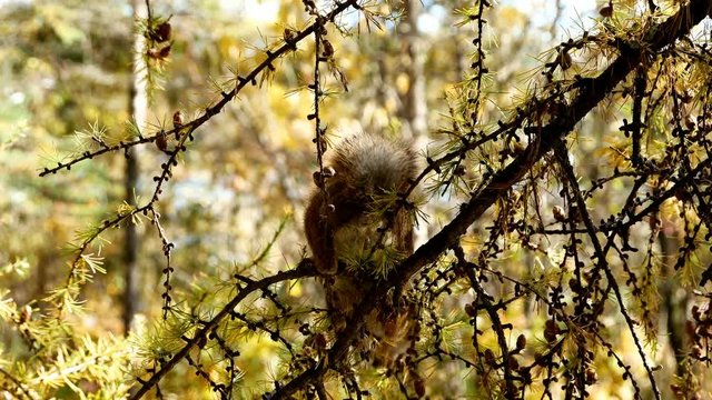 Adorable Red Squirrel, Tamiasciurus hudsonicus, eating and chattering while sitting on branch in northern Minnesota.