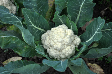  In organic soil grown cauliflower