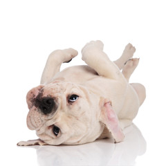 cute playful english bulldog puppy lying on its back