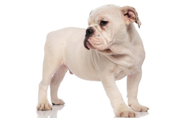 Fototapeta premium white curious pup stands and looks to side