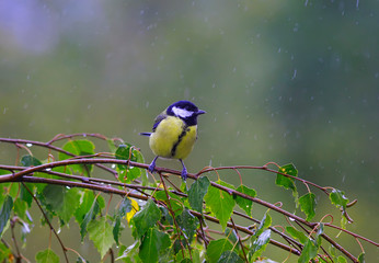 bird tit sitting on birch branches during the cold rain in the autumn Park