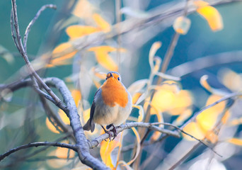 portrait of a cute little bird Robin with an orange breast sitting on the branches in autumn Sunny Park