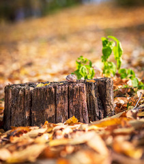  old rotten stump with a snail