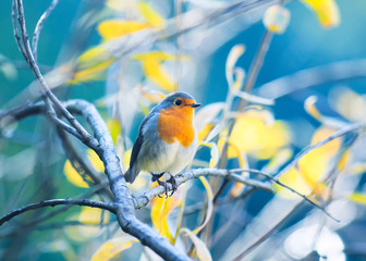 cute little bird Robin with orange breast sitting on the branches in the autumn  Park