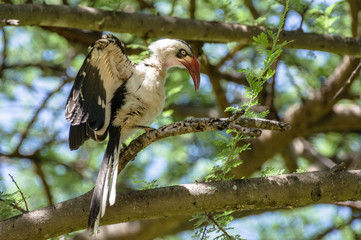 Rotschnabeltoko in Tanzania, Afrika Nashornvogel im Baum mit gespannten Flügeln