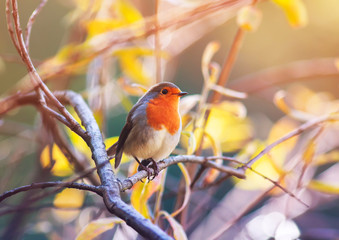 cute little bird Robin with orange breast sitting on the branches in the autumn clear Sunny Park