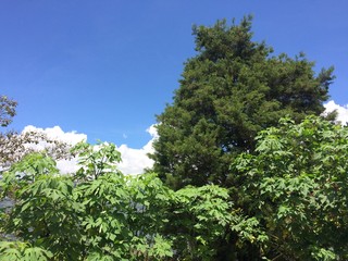 Obraz premium tree and blue sky