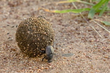 Mistkäfer mit elefantendung in Tansania, Afrika 
