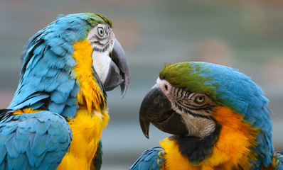 Blue and Yellow Macaws