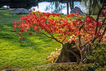 Obraz premium Blühendes Bäumchen