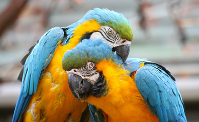 Blue and Yellow Macaws