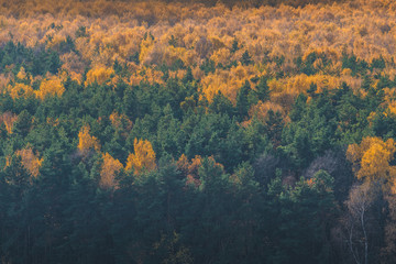 Autumn forest colors