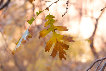 Fall Oak Tree Leaves
