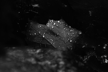 leaf with water drops