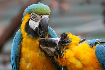 Blue and Yellow Macaws