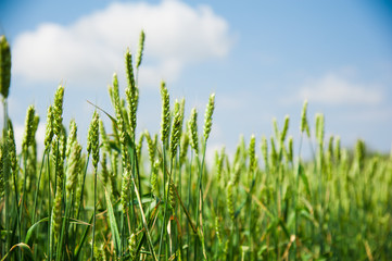 Ripening wheat field