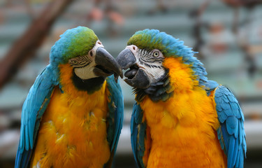 Blue and Yellow Macaws