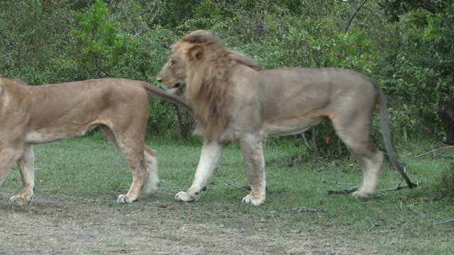 Lions couple walks across the camera then mate facing the camera.