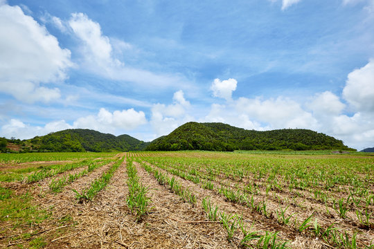 Sugar Cane fieds, Mauritius