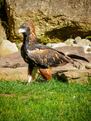 Aigle
