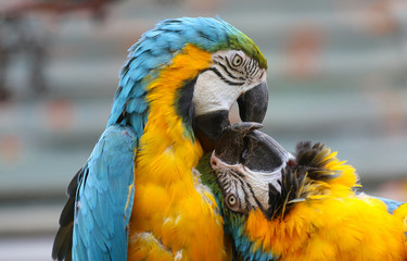 Blue and Yellow Macaws