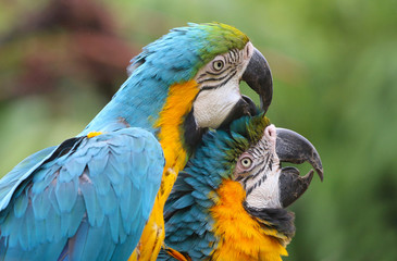 Blue and Yellow Macaws