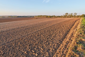 Agircutural field in late sunlight