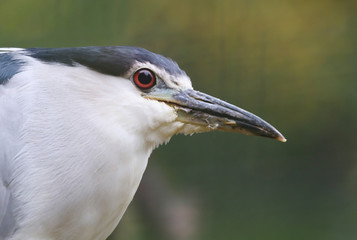 Night Heron portrait