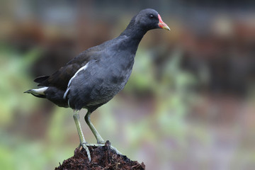 Moorhen on a tree