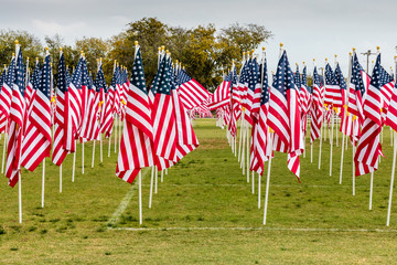 american flags on veteran's day