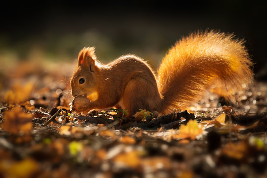 Cute squirrel in morning light. Amazing small and cute animal. Very fast, jumping from one tree to another. Eating seeds and nuts. Red, orange or brown furry rodent. Natural cutie, lovely animal.