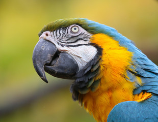Blue and Yellow Macaw portrait