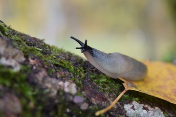 Snail crawling on a tree.