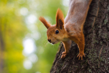 Naklejka na ściany i meble Squirrel on a tree looking at the lens