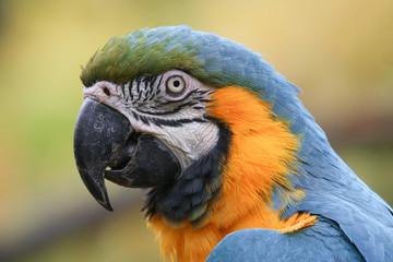 Blue and Yellow Macaw portrait